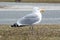 Thayer\'s Gull