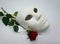Theater or romance concept. Closeup of white classical theatrical mask and red rose as a symbol of sexual freedom