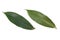 thebu leaves, costus speciosus foliage isolated