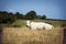 Theme is agriculture and the divorce of cattle. One white cow lies resting on the field in the background of the hills outside the