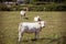 Theme is agriculture and the divorce of cattle. Several, a herd of white cow on the field in the countryside in the village in the