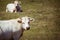 Theme is agriculture and the divorce of cattle. Several, a herd of white cow on the field in the countryside in the village in the