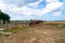 Theme of farming, animal husbandry and horse breeding in France is Brittany region. Bretagne horses graze in meadow