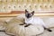 The theme is luxury and wealth. Young cat without a tail thoroughbred Mecogon bobtail lies resting on a big bed on a pillow in a