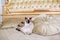 The theme is luxury and wealth. Young cat without a tail thoroughbred Mecogon bobtail lies resting on a big bed on a pillow in a