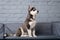 Theme pet puppy dog home. Funny active baby husky female black and white, three months old, is playing on a gray sofa in the