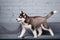 Theme pet puppy dog home. Funny active baby husky female black and white, three months old, is playing on a gray sofa in the