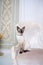 The theme of wealth and luxury. The impudent narcissistic cat of breed Mekong Bobtail poses on a vinage chair in an expensive