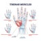 Thenar muscles for fingers movement with thumb and palm outline diagram