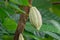 Theobroma cacao, the cacao tree and the cocoa tree, is a small evergreen tree in the family Malvaceae, native to the deep tropical