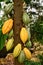 `Theobroma Cacao` cocoa plant tree with huge cocoa beans used for production of chocolate