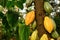 `Theobroma Cacao` cocoa plant tree with huge yellow and green cocoa beans used for production of chocolate