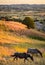 Theodore Roosevelt National Park,