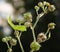 Theophrastus cable car - plant flower