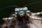 Theopompa Servillei / Giant Bark Mantis closeup face