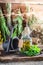 Therapeutic herbs in bottles as natural medicine