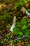 The therapeutic mushroom `Veselka` Phallus with a white hat, growing in the Bialowieza National Park