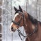 Therapeutic Riding Horse In Snowy Mahogany Forest