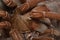 Theraphosa stirmi spider close up