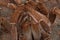 Theraphosa stirmi spider close up