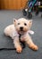 Therapy pet dog in a retirement care home for seniors with rollator in background