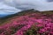 There is an abandoned observatory on the high mountain Pip Ivan, pink rhododendrons are growing on the lawn with the rocks.