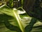 there are ant and water on the banana leaf