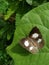 There is beautiful black  butterfly on the green leaves