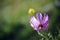 There is a beautiful and bright blooming coreopsis on the green grass