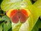 There is a beautiful butterfly on the leaves.