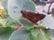 There is a butterfly on a leaf