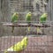 There is four budgies bird