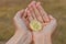 There is a golden cryptocurrency coin of bitcoin in a Male hand on the yellow grass with falling leaves background