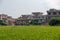 There are green rice fields in the countryside and immature rice