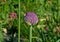 There are impressive perennials bulbs that excite large inflorescences, mostly in shades of purple, but sometimes white and exce