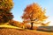 There is a lonely lush tree on the lawn covered with orange leaves through which the sun rays are shining. Autumn rural scenery.