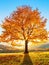 There is a lonely lush tree on the lawn covered with orange leaves through which the sun rays are shining. Autumn rural scenery.