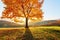 There is a lonely lush tree on the lawn covered with orange leaves through which the sun rays are shining. Autumn rural scenery.