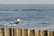 There is lonely seagull on a breakwater