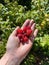 There are a lot of ripe raspberries in the palm against a background of raspberry bushes