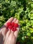 There are a lot of ripe raspberries in the palm against a background of raspberry bushes