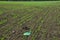 There are lot of rubbish when inspecting a populated field with spring rows of wheat. Archaeologically valuable shards of ceramics