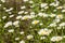 There are lots of bright white daisies growing on green meadow on hot sunny summer day. On thin green stems are white