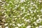 There are lots of bright white daisies growing on green meadow on hot sunny summer day. On thin green stems are white