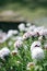 There are many beautiful dreamy pink lovely round flowers on the green grass