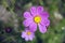 There are many beautiful pink and white coreopsis in the park