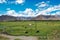 There are many cattle grazing on the beautiful green prairie under the blue sky and white clouds