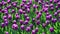 There are many lilac tulips in flowerbed