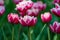 There are many magenta and white tulips in the spring garden.