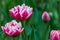 There are many magenta and white tulips in the spring garden.